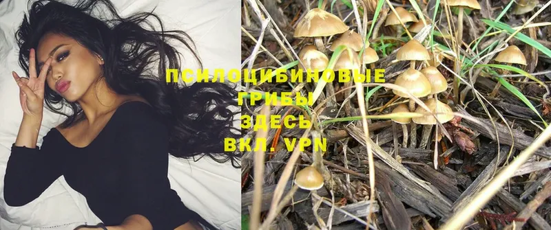 Псилоцибиновые грибы Magic Shrooms Гаврилов-Ям